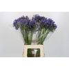 Agapanthus Blue Heaven