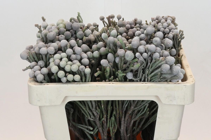 <h4>BRUN LAEVIS</h4>