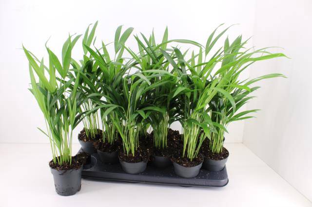 <h4>DYPSIS LUTESCENS</h4>