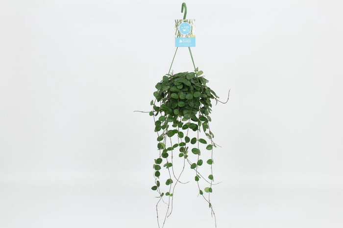 <h4>HangonGreen Hoya Mathilde 14 cm</h4>