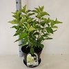 Hydrangea paniculata