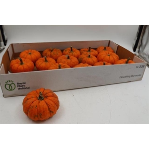 CUCURBITA MANDERIN 