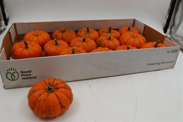 CUCURBITA MANDERIN 