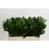 Ruscus Hypophyllum