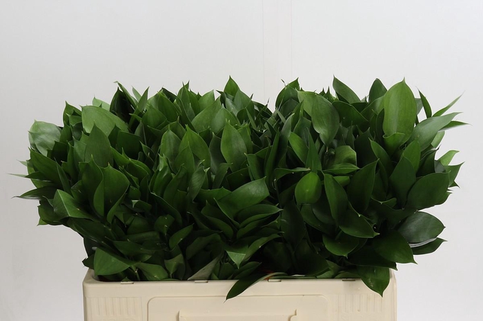 <h4>Ruscus Hypophyllum</h4>