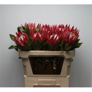 Protea Cynaroides Madiba