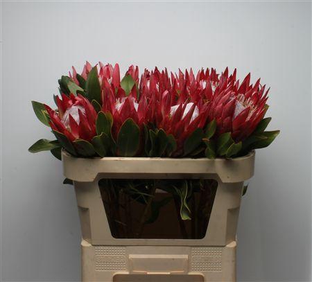 <h4>Protea Cynaroides Madiba</h4>