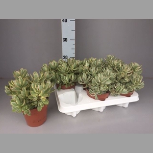 Crassula   ...