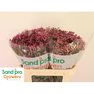 Lim Sin Tiffany Diam