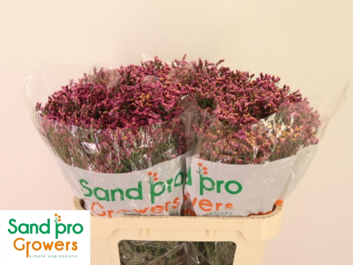 <h4>Lim Sin Tiffany Diam</h4>