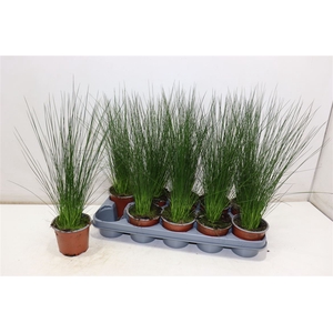 Juncus Penc Grass