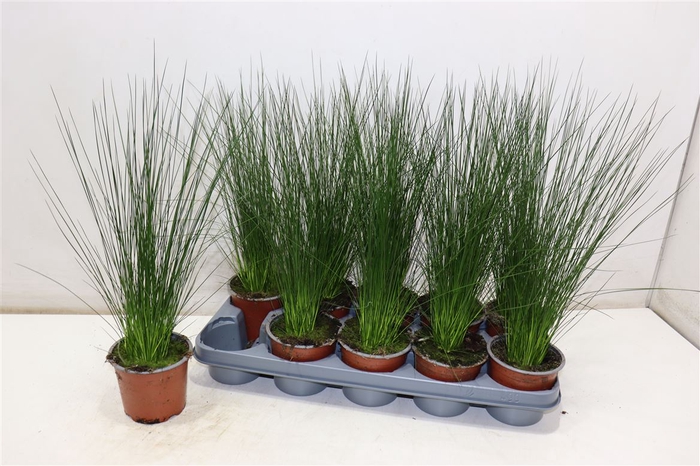<h4>arr8 Juncus Penc Grass</h4>