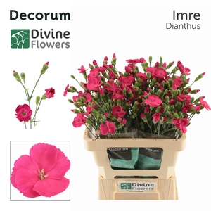 Di Solomio Imre Divine