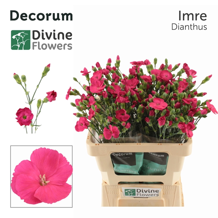 <h4>Di Solomio Imre Divine</h4>