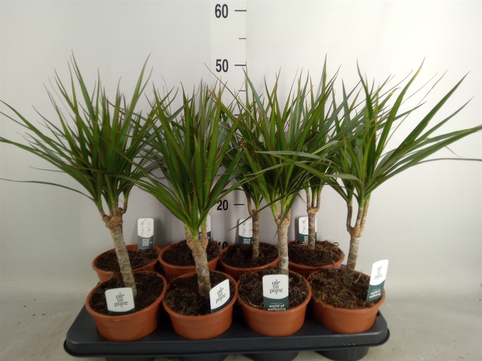 <h4>Dracaena marg.</h4>