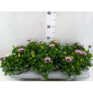 Osteospermum  'Margarita Whit Spoo'