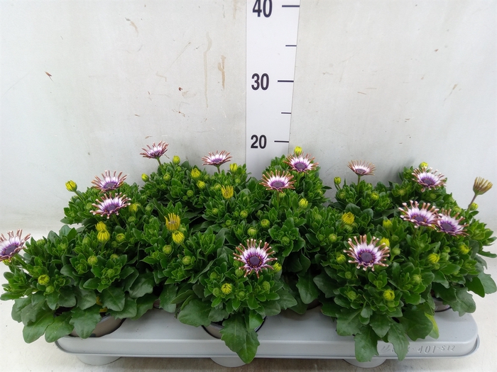 <h4>Osteospermum  'Margarita Whit Spoo'</h4>