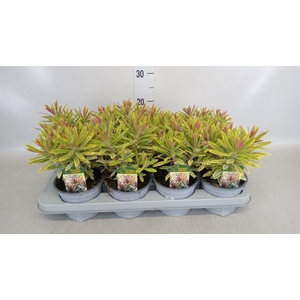 Euphorbia amygdaloides
