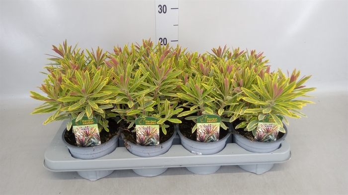 <h4>Euphorbia amygdaloides</h4>