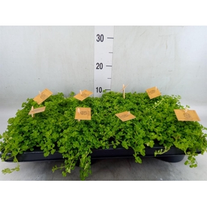 Pilea depressa