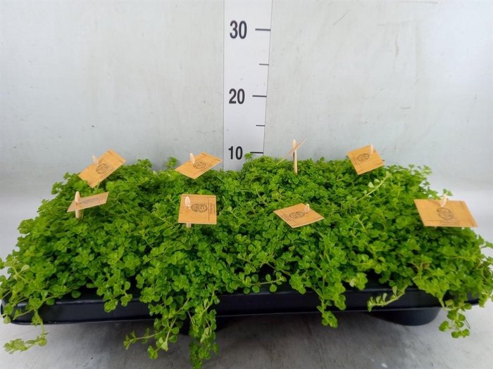 <h4>Pilea depressa</h4>