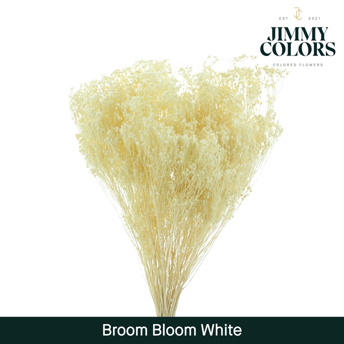 Broom bloom White
