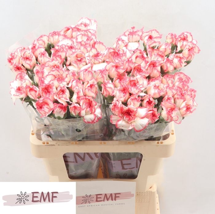 <h4>DI ST BACARAT PINK</h4>