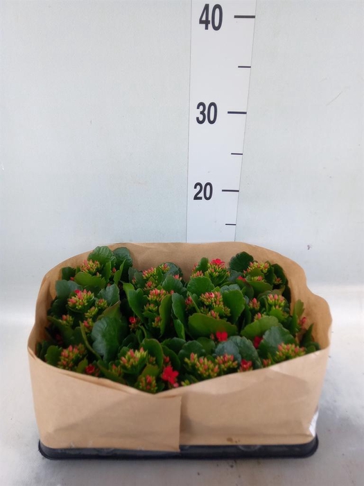 <h4>Kalanchoe blos.   ..</h4>
