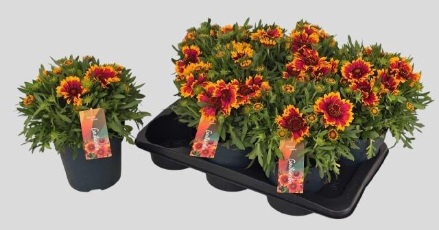 <h4>GAIL KOBOLD</h4>