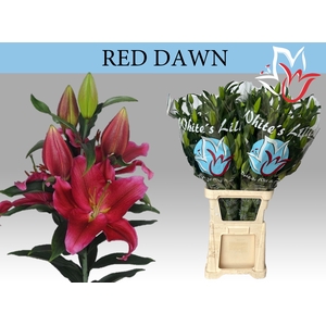 LI OR RED DAWN