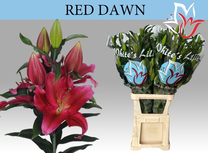 <h4>LI OR RED DAWN</h4>