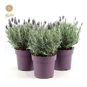Lavandula stoec. 'Anouk Silver'