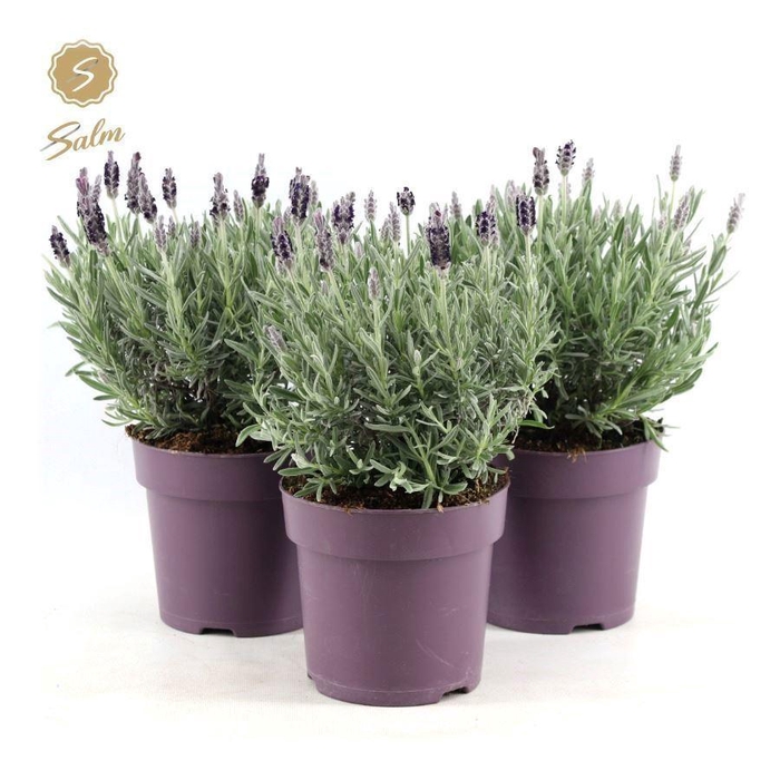 <h4>Lavandula stoec. 'Anouk Silver'</h4>