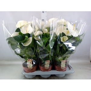 Anthurium andr. 'Alpine'