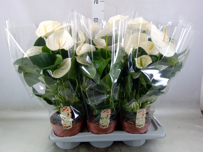 <h4>Anthurium andr. 'Alpine'</h4>