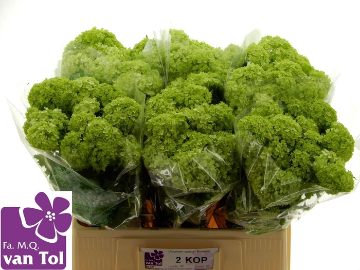 <h4>VIBURNUM ROSEUM ST</h4>