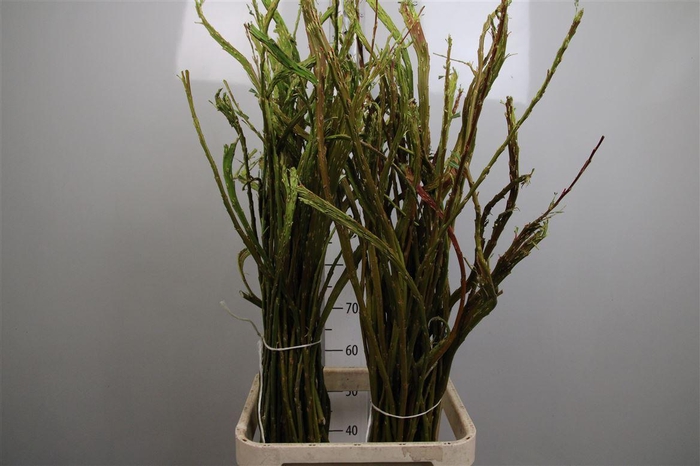 <h4>Salix Sekka Bandwilg</h4>