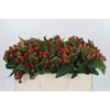 Hypericum Magical Triumph