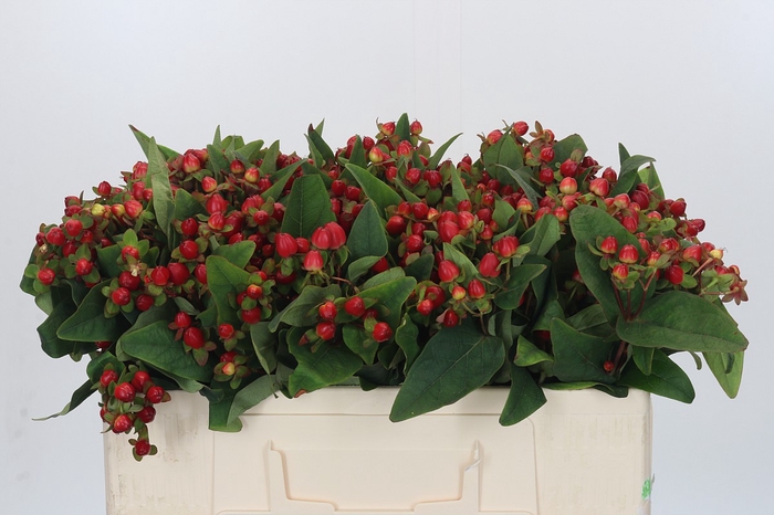 <h4>Hypericum Magical Triumph</h4>