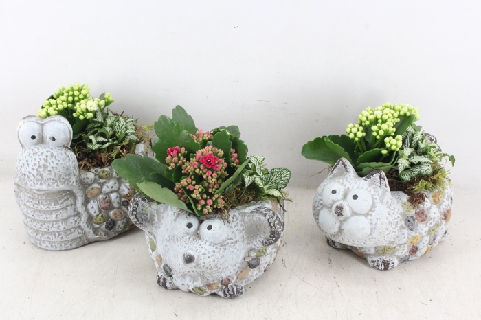 Arr2 Td - Dierenmix Roze/wit