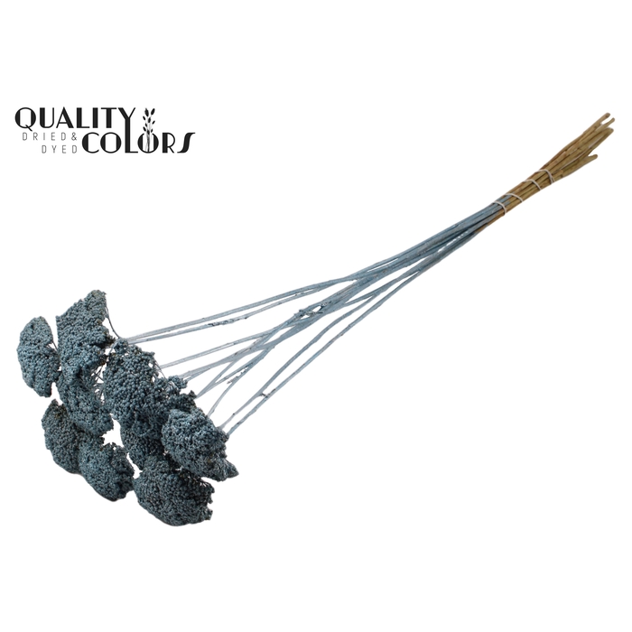 <h4>Achillea per stem 'unselected' Metallic Blue</h4>