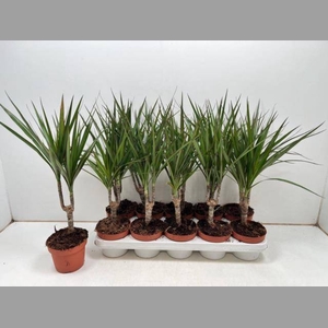 DRA MARGINATA