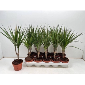 DRA MARGINATA