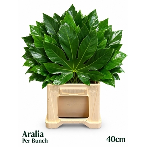 FATSIA JAPONICA BS