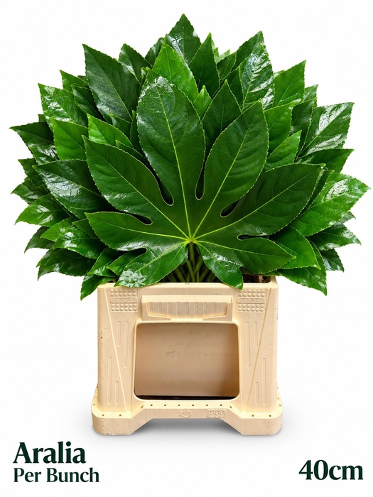 <h4>FATSIA JAPONICA BS</h4>