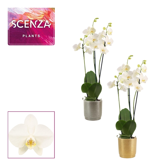 <h4>Phalaenopsis 3 tak 18+ wit in Gabriël (Deco-collection)</h4>
