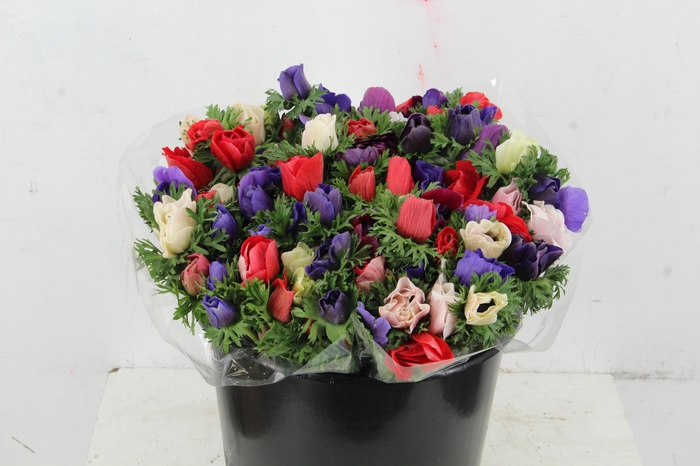 <h4>ANEMONE MISTRAL MIX PRIMA</h4>