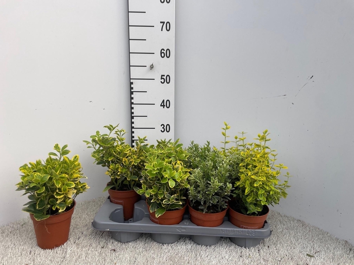 <h4>EUONYMUS JAP GEM</h4>