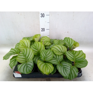 Calathea orbifolia