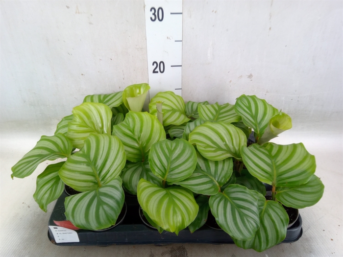 <h4>Calathea orbifolia</h4>